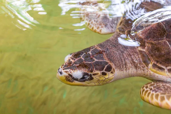 Green sea turtle hawksbill sea turtle loggerhead sea turtle swims in pool in Turtle breeding station conservation Center in Bentota Sri Lanka.