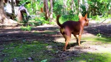Porto Aventuras Quintana Roo Mexico 'daki Santuario de los guerreros' taki tropikal Meksika ormanında güzel, sevimli, kahverengi bir Rus oyuncak teriyer köpeği..