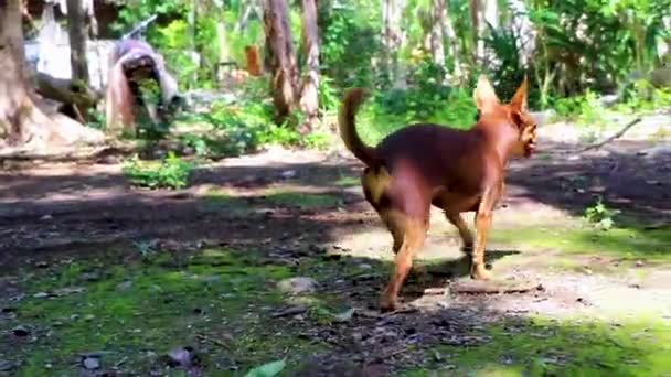 Bella Carino Messicano Marrone Russo Giocattolo Terrier Cane Nella Giungla — Video Stock