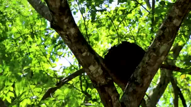 Termiet Nest Boom Tak Tropische Mexicaanse Jungle Natuurlijke Bos Panorama — Stockvideo