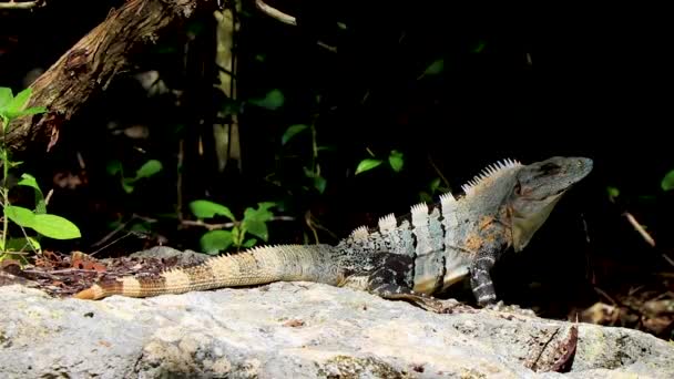 Mexican Iguana Lies Rock Stone Boulder Nature Tropical Forest Green — Stock Video