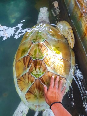 Beyaz albino deniz kaplumbağası şahin gagalı deniz kaplumbağası kaplumbağası Bentota Sri Lanka 'daki Kaplumbağa üreme istasyonu koruma merkezinde havuzda yüzer..