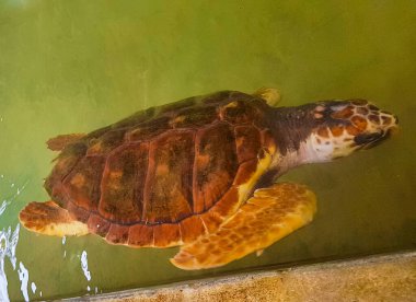 Yeşil deniz kaplumbağası şahin gagalı deniz kaplumbağası kaplumbağası Bentota Sri Lanka 'daki Kaplumbağa üreme istasyonu koruma merkezinde havuzda yüzer..