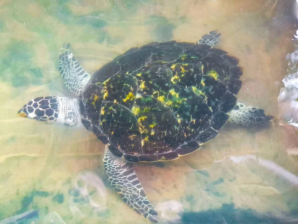 Green sea turtle hawksbill sea turtle loggerhead sea turtle swims in pool in Turtle breeding station conservation Center in Bentota Sri Lanka.