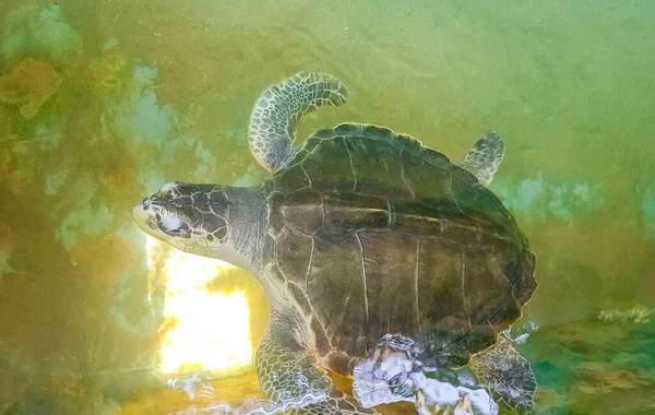 Green sea turtle hawksbill sea turtle loggerhead sea turtle swims in pool in Turtle breeding station conservation Center in Bentota Sri Lanka.