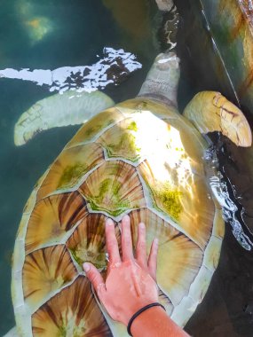 Beyaz albino deniz kaplumbağası şahin gagalı deniz kaplumbağası kaplumbağası Bentota Sri Lanka 'daki Kaplumbağa üreme istasyonu koruma merkezinde havuzda yüzer..