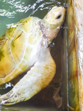 Beyaz albino deniz kaplumbağası şahin gagalı deniz kaplumbağası kaplumbağası Bentota Sri Lanka 'daki Kaplumbağa üreme istasyonu koruma merkezinde havuzda yüzer..