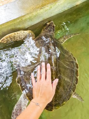 Yeşil deniz kaplumbağası şahin gagalı deniz kaplumbağası kaplumbağası Bentota Sri Lanka 'daki Kaplumbağa üreme istasyonu koruma merkezinde havuzda yüzer..