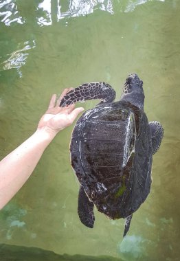 Yeşil deniz kaplumbağası şahin gagalı deniz kaplumbağası kaplumbağası Bentota Sri Lanka 'daki Kaplumbağa üreme istasyonu koruma merkezinde havuzda yüzer..