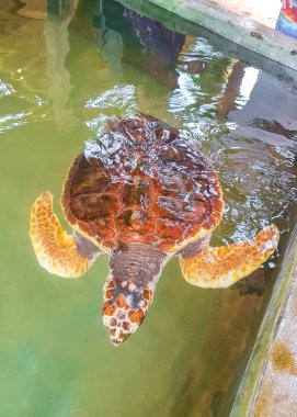Yeşil deniz kaplumbağası şahin gagalı deniz kaplumbağası kaplumbağası Bentota Sri Lanka 'daki Kaplumbağa üreme istasyonu koruma merkezinde havuzda yüzer..