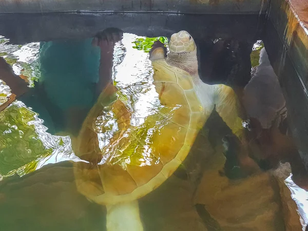 白アルビノウミガメタカビルウミガメロガーヘッドウミガメプールで泳ぐカメ繁殖ステーション保全センター ベントタ スリランカ — ストック写真