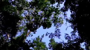 İnanılmaz mavi turkuaz su ve kireçtaşı mağarası çöküntüsü Puerto Aventuras Quintana Roo Mexico 'da Tajma ha Tajmaha' yı sahneledi..