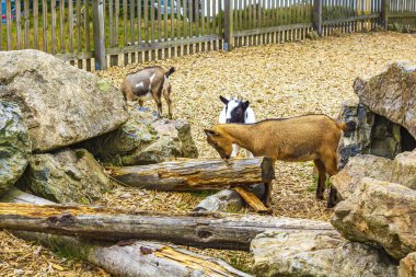 Braunlage Harz Goslar Aşağı Saksonya Almanya 'sında Wurmberg dağındaki keçi çiftliğindeki küçük sevimli keçiler..