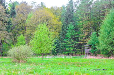 Geestland Cuxhaven Aşağı Saksonya Almanya 'sında Drangstedt ormanında patikası ve yeşil bitkileri olan doğal güzel manzara..