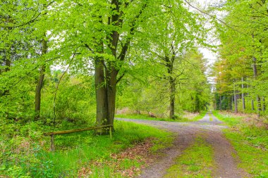 Geestland Cuxhaven Aşağı Saksonya Almanya 'sında Drangstedt ormanında patikası ve yeşil bitkileri olan doğal güzel manzara..