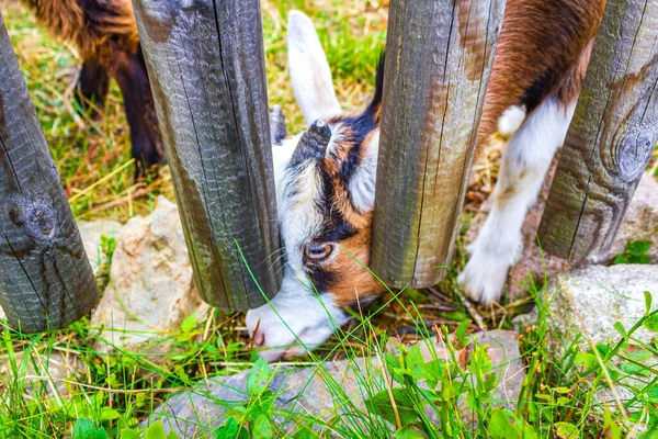 Молодая Милая Маленькая Коза Смотрит Камеру Козлиной Ферме Горе Вурмберг — стоковое фото