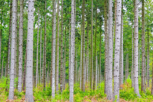 Přírodní Krásný Výhled Panorama Cestičkou Zelené Rostliny Stromů Lese Drangstedt — Stock fotografie