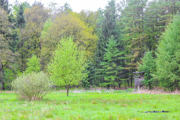 Geestland Cuxhaven Aşağı Saksonya Almanya 'sında Drangstedt ormanında patikası ve yeşil bitkileri olan doğal güzel manzara..