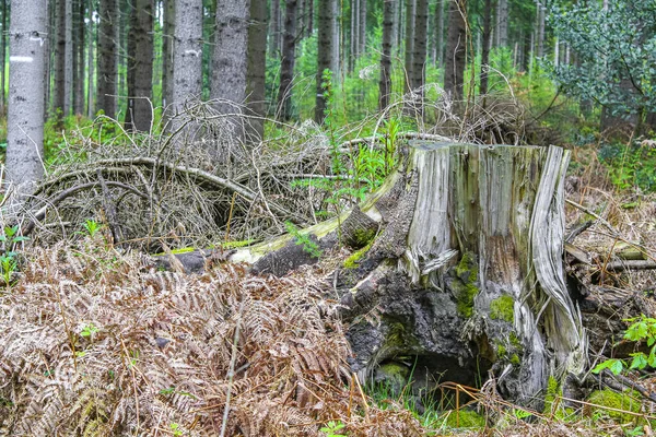 Naturalny Piękny Widok Panoramiczny Ścieżką Zielonych Roślin Drzew Lesie Drangstedt — Zdjęcie stockowe
