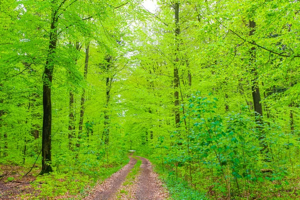 Hermosa Vista Panorámica Natural Con Sendero Plantas Verdes Árboles Bosque —  Fotos de Stock