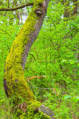 Geestland Cuxhaven Aşağı Saksonya Almanya 'sında Drangstedt ormanında patikası ve yeşil bitkileri olan doğal güzel manzara..