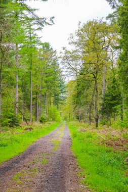 Geestland Cuxhaven Aşağı Saksonya Almanya 'sında Drangstedt ormanında patikası ve yeşil bitkileri olan doğal güzel manzara..