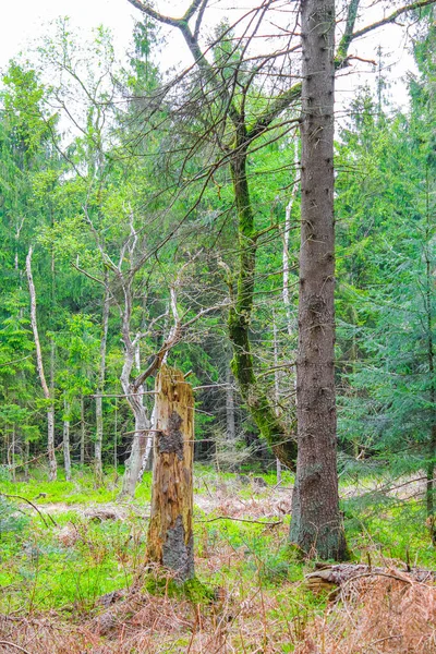 Geestland Cuxhaven Aşağı Saksonya Almanya 'sında Drangstedt ormanında patikası ve yeşil bitkileri olan doğal güzel manzara..
