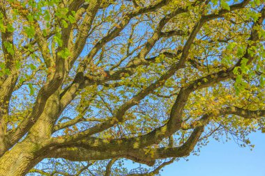 Lehe Bremerhaven Almanya 'sındaki Speckenbtteler Parkı' ndaki patika ve yeşil bitkilerle doğal güzel manzara.