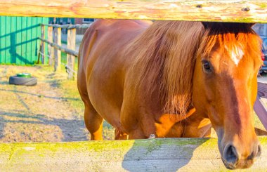 Kuzey Alman tarım arazisindeki görkemli atlar Pipinsburg Geestland Aşağı Saksonya Almanya 'sındaki doğa manzarası.