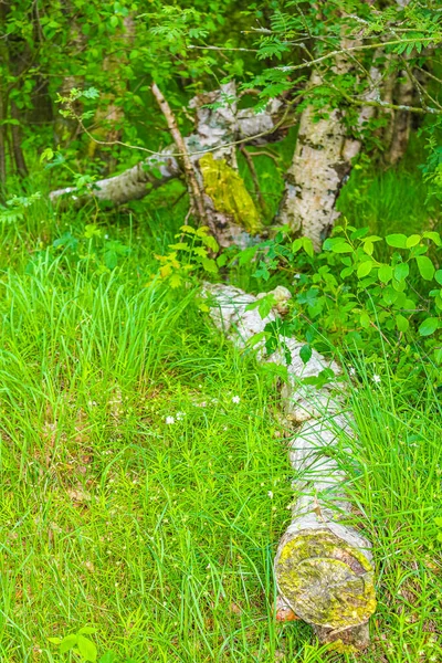 Naturalny Piękny Widok Panoramiczny Ścieżką Zielonych Roślin Drzew Lesie Pipinsburg — Zdjęcie stockowe