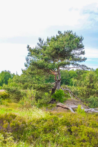 Vista Panorâmica Natural Bonita Com Caminho Plantas Verdes Árvores Floresta — Fotografia de Stock