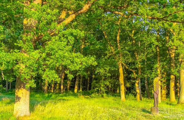 Vista Panorâmica Bonita Natural Com Caminho Plantas Verdes Árvores Floresta — Fotografia de Stock