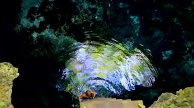 Porto Aventuras Quintana Roo Mexico 'da Tajma ha Tajmaha adlı inanılmaz mavi turkuaz suyu ve kireçtaşı mağarası turist rehberi..