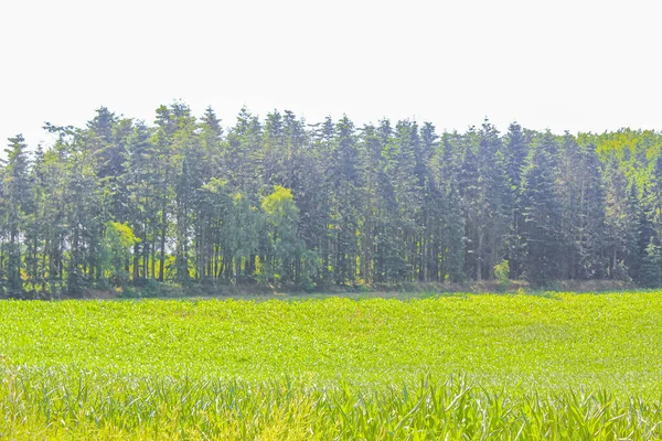 Přírodní Krásný Výhled Panorama Cestičkou Zelenými Rostlinami Lese Hemmoor Hechthausen — Stock fotografie