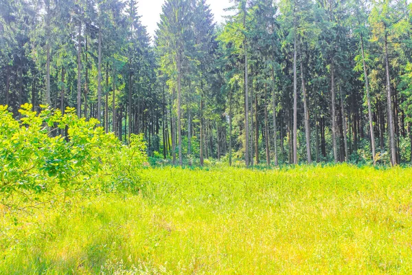 Природный Красивый Панорамный Вид Тропинкой Зелеными Растениями Лесу Хеммур Хехтхаузен — стоковое фото
