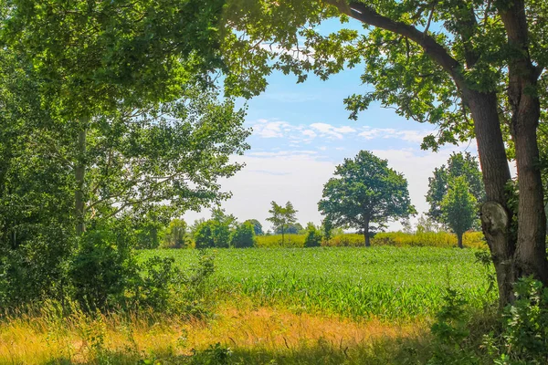 Cuxhaven Aşağı Saksonya Almanya 'sında Hemmoor Hechthausen ormanında patika ve yeşil bitkilerle doğal güzel manzara.