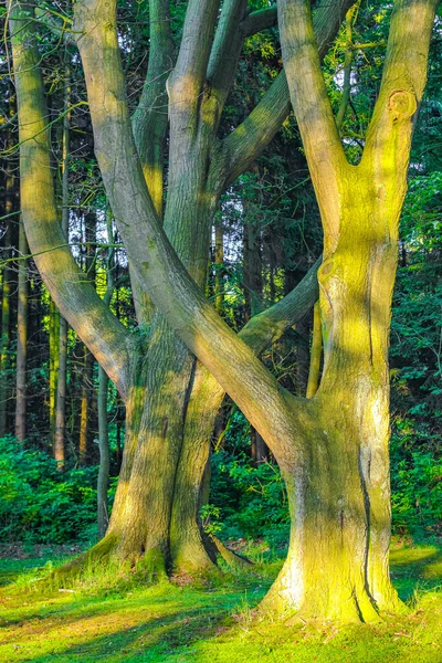 Přírodní Krásný Výhled Panorama Cestičkou Zelené Rostliny Stromů Lese Speckenbtteler — Stock fotografie