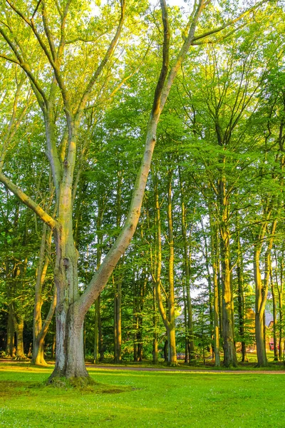 Přírodní Krásný Výhled Panorama Cestičkou Zelené Rostliny Stromů Lese Speckenbtteler — Stock fotografie