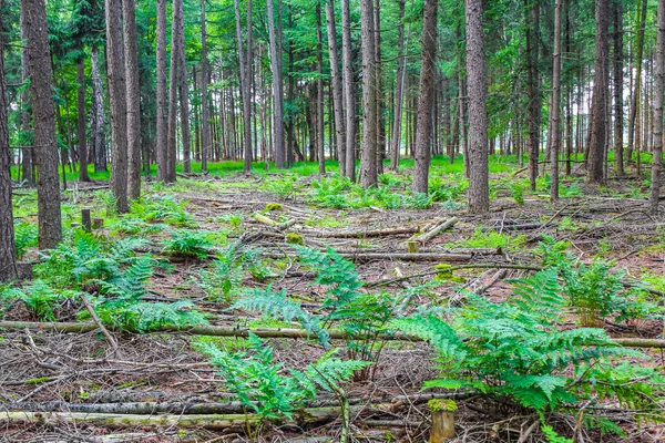 Vista Panorâmica Bonita Natural Com Caminho Plantas Verdes Árvores Floresta — Fotografia de Stock