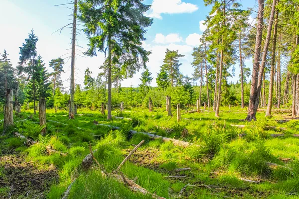 Přírodní Krásný Výhled Panorama Cestičkou Zelenými Rostlinami Lesích Lohe Bramstedtu — Stock fotografie
