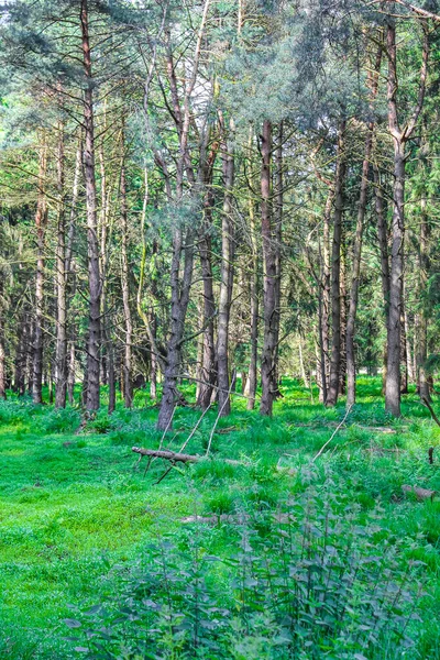 Natuurlijk Prachtig Panoramisch Uitzicht Met Pad Groene Planten Bomen Het — Stockfoto