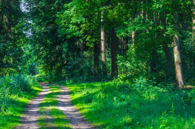 Cuxhaven Aşağı Saksonya Almanya 'sında Hemmoor Hechthausen ormanında patika ve yeşil bitkilerle doğal güzel manzara.