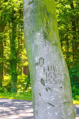Cuxhaven Aşağı Saksonya Almanya 'sında Hemmoor Hechthausen ormanında patika ve yeşil bitkilerle doğal güzel manzara.