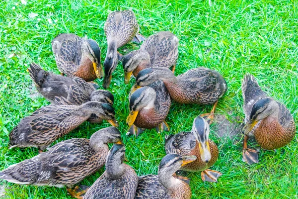 Männliche Und Weibliche Stockenten Auf Grünem Gras Hemmoor Hechthausen Cuxhaven — Stockfoto