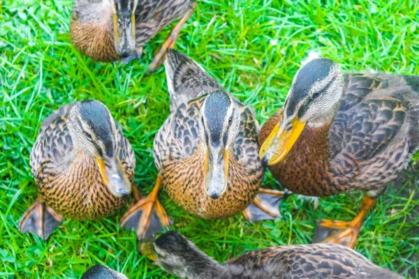 Male Female Mallard Ducks Green Grass Natural Background Hemmoor Hechthausen — Stock Photo, Image