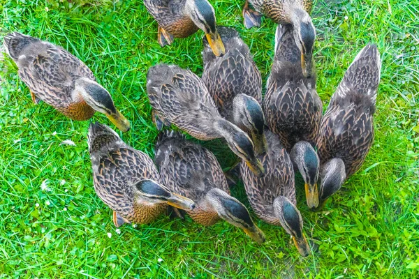 Male Female Mallard Ducks Green Grass Natural Background Hemmoor Hechthausen — Stock Photo, Image