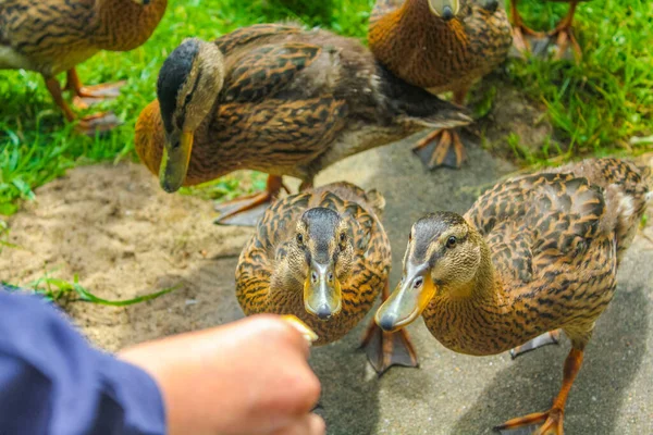 Männliche Und Weibliche Stockenten Auf Grünem Gras Hemmoor Hechthausen Cuxhaven — Stockfoto