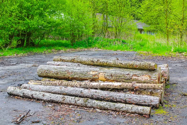 Odřezávané Naskládané Kmeny Stromů Lesní Mýtiny Lese Drangstedt Geestlandu Cuxhaven — Stock fotografie