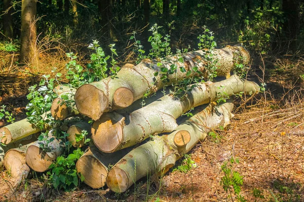 Odřezávané Naskládané Kmeny Stromů Lesní Mýtiny Lese Hechthausen Hemmoor Cuxhaven — Stock fotografie