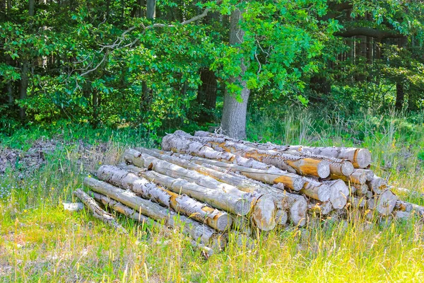 Odřezávané Naskládané Kmeny Stromů Lesní Mýtiny Lese Hechthausen Hemmoor Cuxhaven — Stock fotografie